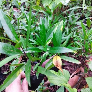 Bầu cây Thanh táo( thân tím)