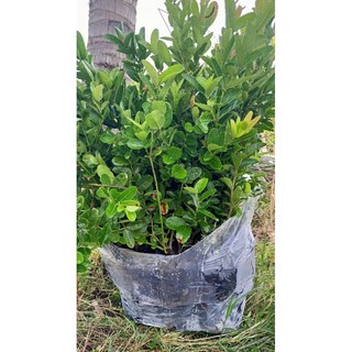 cây siro giống