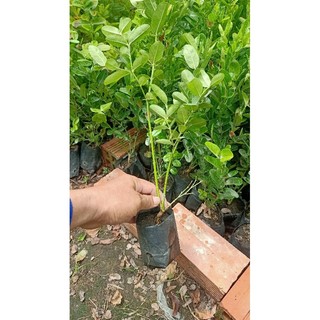 cây siro giống