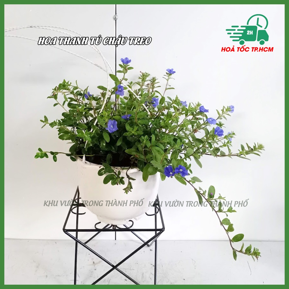Hoa thanh tú chậu treo ( chỉ giao hoả tốc)