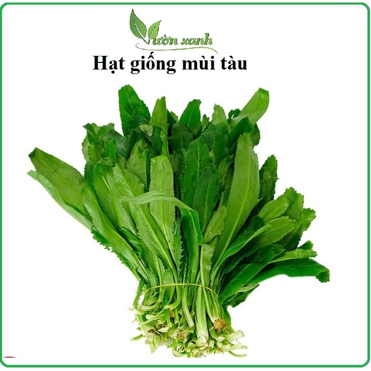Hạt giống mùi tàu, hạt giống ngò gai 5gr