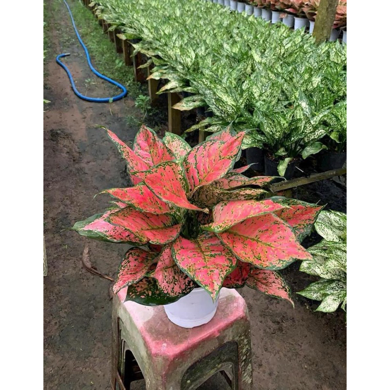 Cây Vạn lộc (chậu từ 3 thân)