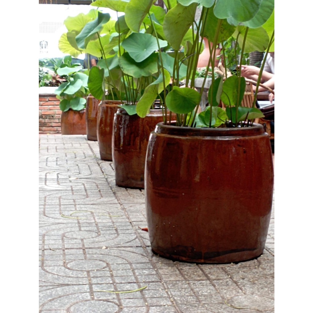 Lu trồng Sen. chậu trồng sen. chậu cây thủy sinh