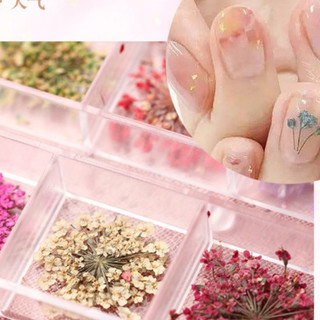 SET HOA KHÔ Nail CHÙM 12 MÀU