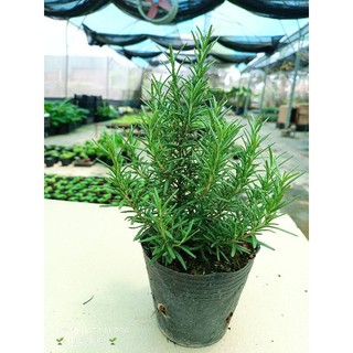 cây hương thảo (rosemary) gia vị