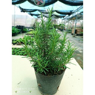 cây hương thảo (rosemary) gia vị