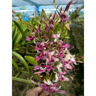 Denro nắng thỏ đỏ Kiên Giang tơ đẹp sắp hoa