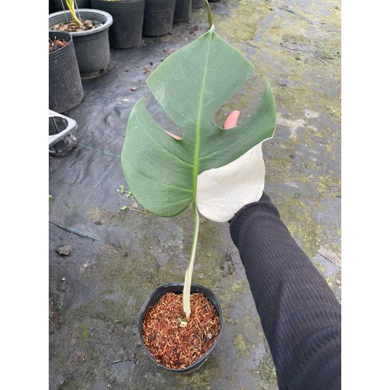 Node Monstera Ablo đã nhú chồi