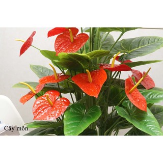 Cây Giả 🌺 Cây Môn Cao 1,5m