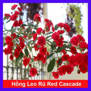 Hoa Hồng leo rũ Red Cascade (Chậu Treo) cô nàng đỏ quyến rũ - cây cảnh treo ban công