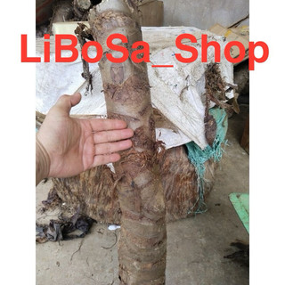 Bạc hà núi combo 10kg  hoành từ 25 -30cm