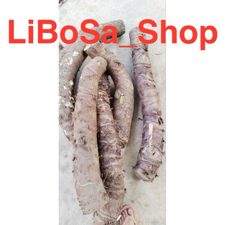 Bạc hà núi 1kg hoành trên 30cm