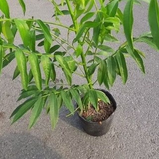 Cây cóc thái ( cao 30 -50cm )