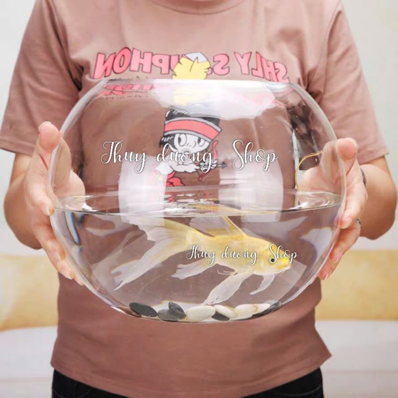 Bể cá hình cầu cỡ đại 29 cm