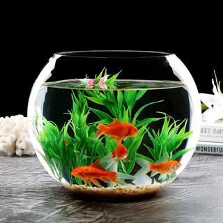 Bể cá hình cầu cỡ đại 29 cm