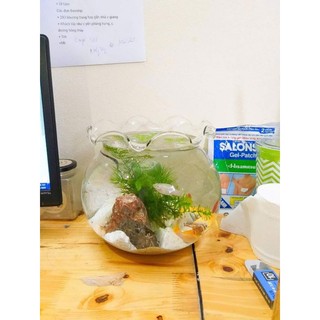 Bể cá thủy tinh mini để bàn tai bèo