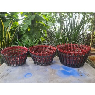 combo 5 Chậu Nhựa Trồng Lan, Chậu Lan Nan Phụ ( Lan Que) PHI 20, PHI 25, PHI 30