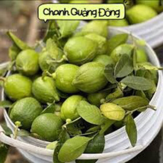 Chanh Xanh quảng đông 1kg quả tươi loại 1 Chanh nước hoa (950-1030g) Chanh giã tay