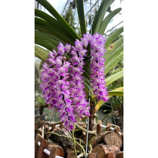 10cây lan đuôi sóc rừng