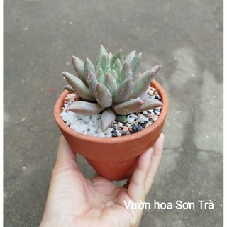 (VHST giao trong ngày) CÂY SEN ĐÁ nhỏ, trồng chậu đất nung 10cm.