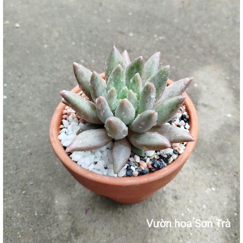 (VHST giao trong ngày) CÂY SEN ĐÁ nhỏ, trồng chậu đất nung 10cm.