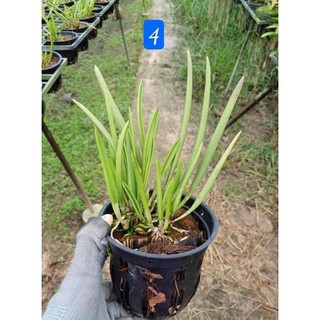 Lan nữ hoàng bóng đêm hoa siêu thơm