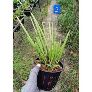 Lan nữ hoàng bóng đêm hoa siêu thơm