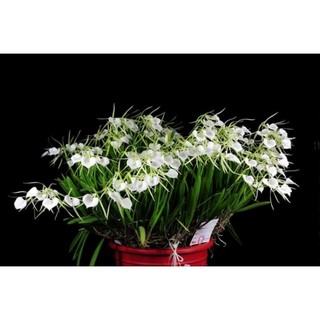 Lan nữ hoàng bóng đêm hoa siêu thơm