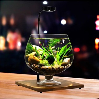 Bể cá thủy tinh hình chiếc ly