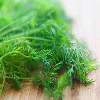 Combo Các Loại Hạt Giống Gia Vị (Hành Lá, Ngò Rí, Thì Là, Ngò Gai)