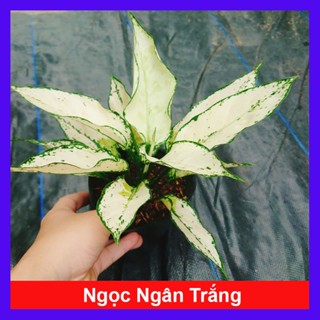 Cây Ngọc Ngân Trắng (Giống Mới) cây cảnh để bàn phong thủy mang may mắn tài lộc
