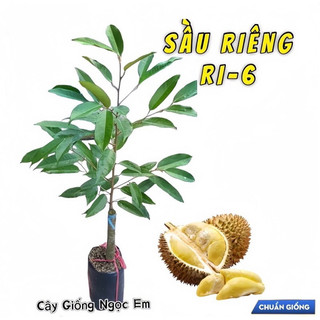  Cây sầu riêng ri-6 ghép nhánh xum xê bầu to gốc lớn 