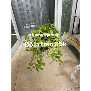 chậu treo cây đô la (Lan hạt dưa)