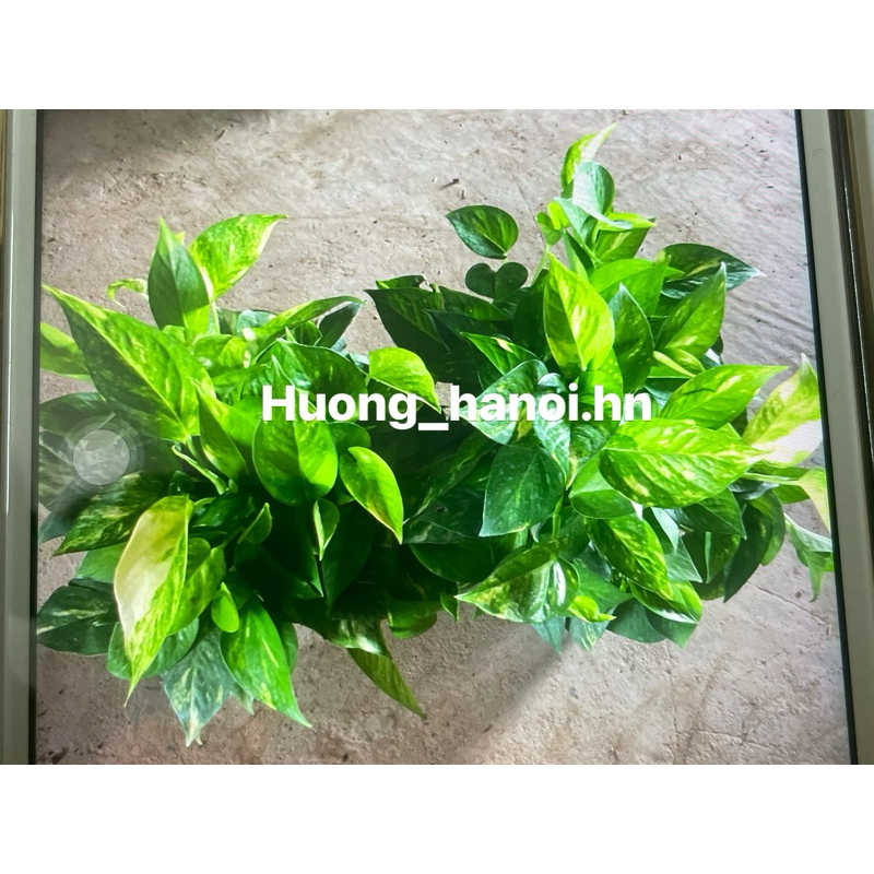 Cây trầu bà/ vạn niên thanh ( cây hình 2,3 )