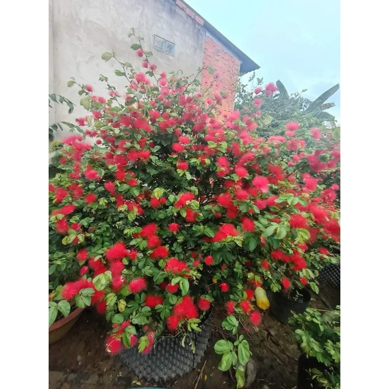 Cây Điệp Lào
