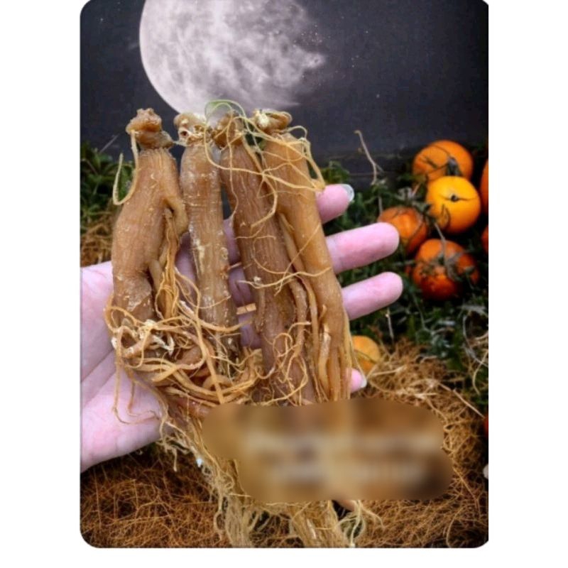 HỒNG SÂM KHÔ 100G sâm đủ size thơm ngon