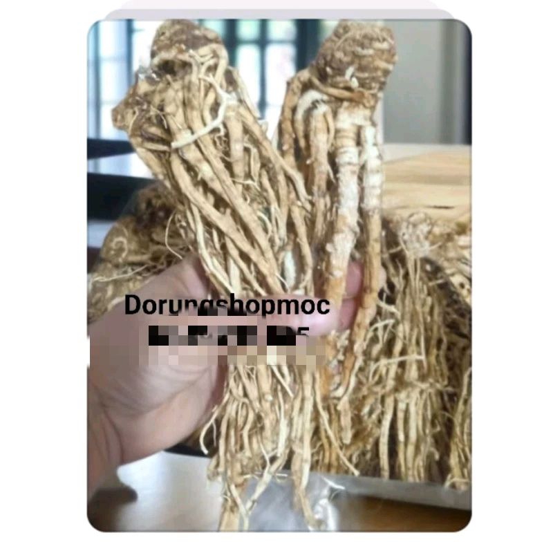 Sâm Đương Quy Khô Sạch Thơm 1KG