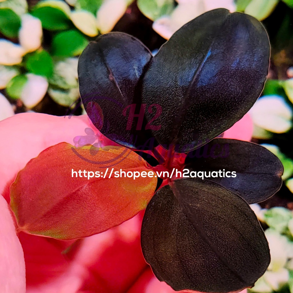 Cây Bucep Black Pinoh lá nước - Cây Thủy Sinh hàng sưu tầm  - H2 Aquatics