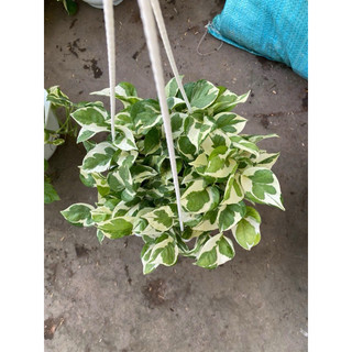 Chậu treo trầu bà Ngọc Thuỷ