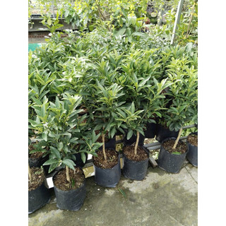 Cây Tắc Thái ( tắc vỏ ngọt) đang có trái