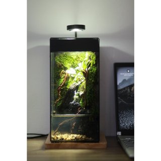 Bể hiệu ứng mưa rơi rainforest