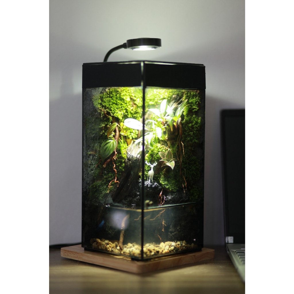 Bể hiệu ứng mưa rơi rainforest