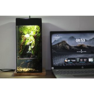 Bể hiệu ứng mưa rơi rainforest