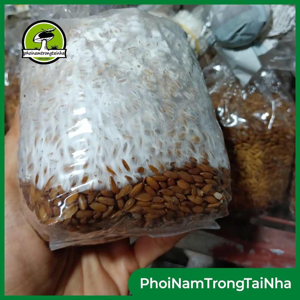  Meo Giống Nấm Bào Ngư Xám Thái 