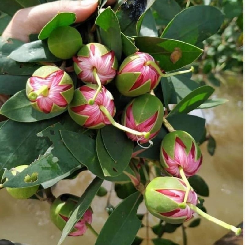 HOA/LÁ BẦN, VỎ BẦN, CẬC BẦN (1kg)
