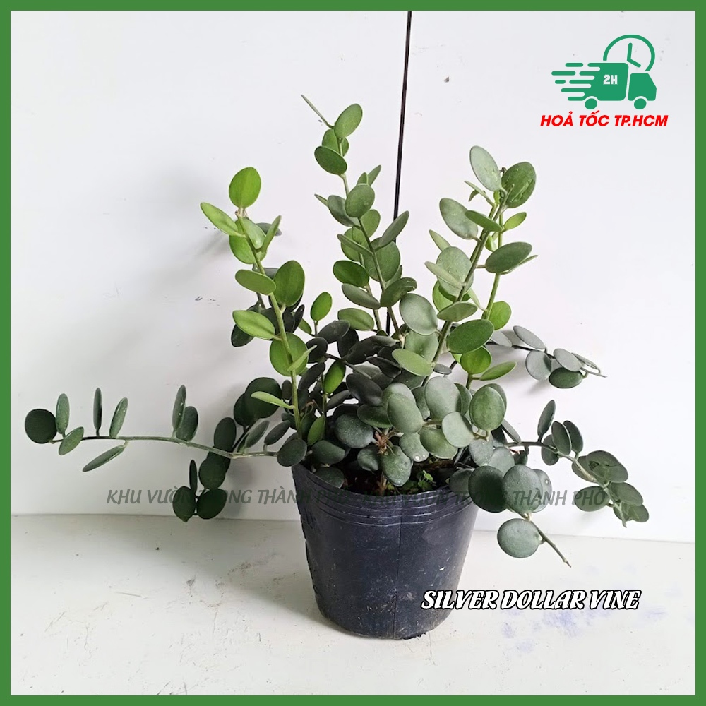 Cây đô la (giống mới) Silver Dollar Vine