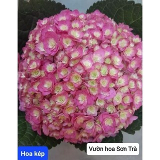 (VHST giao trong ngày) Cây HOA CẨM TÚ CẦU, đang hoa.