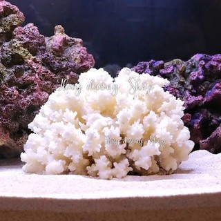 Vỏ ốc trang trí bể cá , decor ( Ốc To )