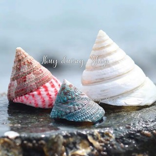 Vỏ ốc trang trí bể cá , decor ( Ốc To )