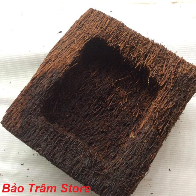 Chậu dớn trồng lan vuông kích thước 23cm